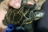 Western Swamp tortoise again