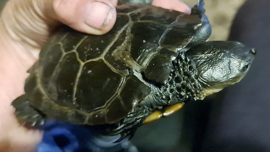 Endangered western swamp tortoise found alive near Northcliffe, WA ...