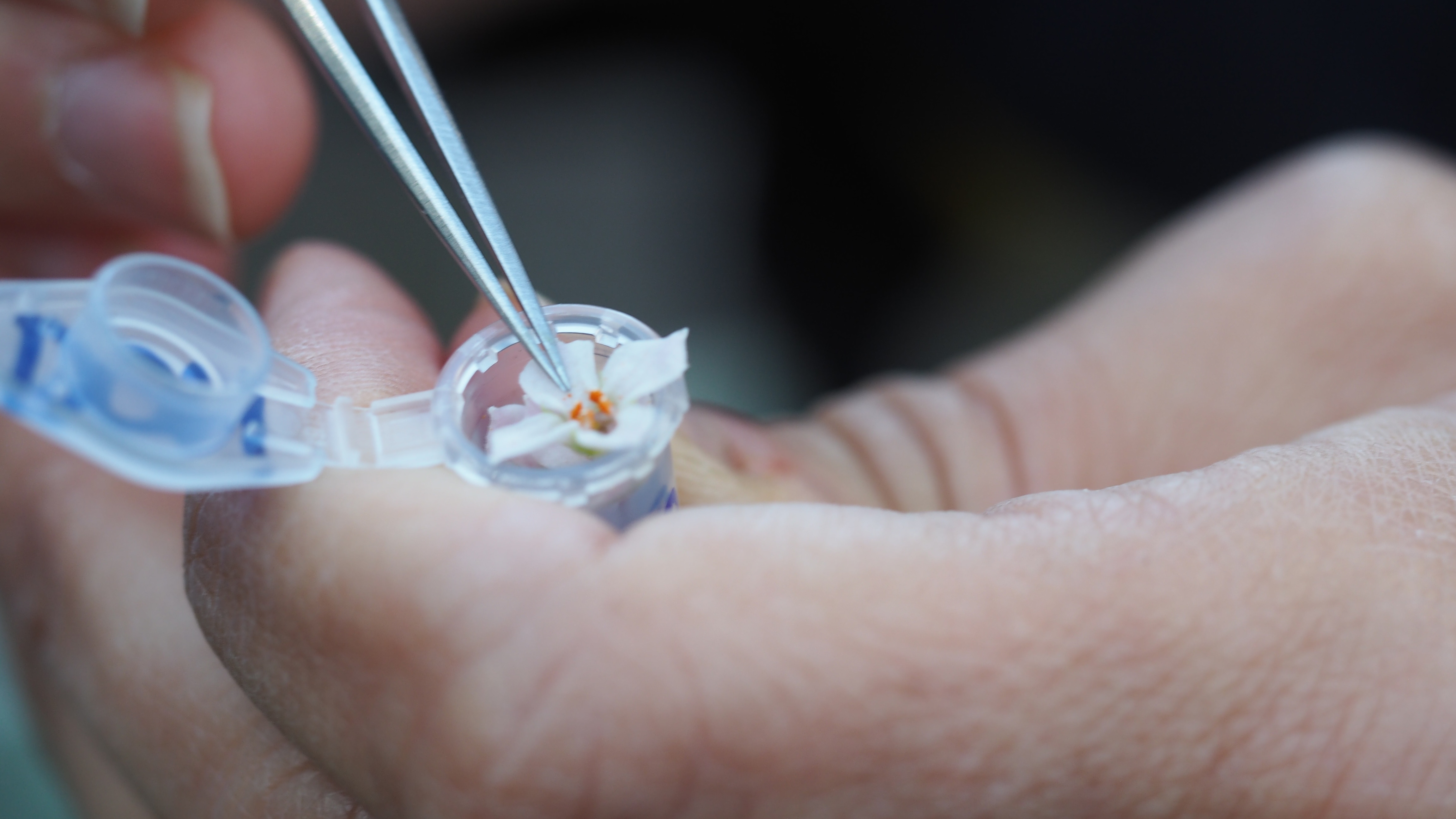 Extreme close up of a woman's hands tweezing a flower into the opening of a plastic vial.