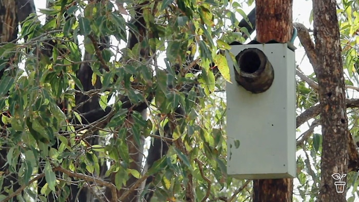 Timbe bird box with hollow branch at opening, hung in a tree.