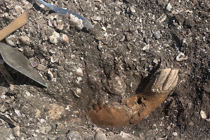 Horse jaw bone fossil in rock