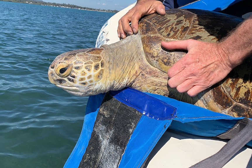 Man's hands hold rehabilitated sea turtle on edge of boat.
