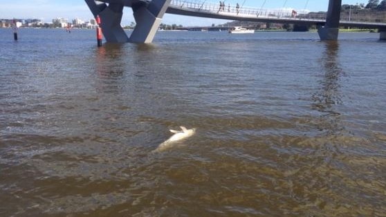 A dead baby dolphin floats in Elizabeth Quay on the Swan River