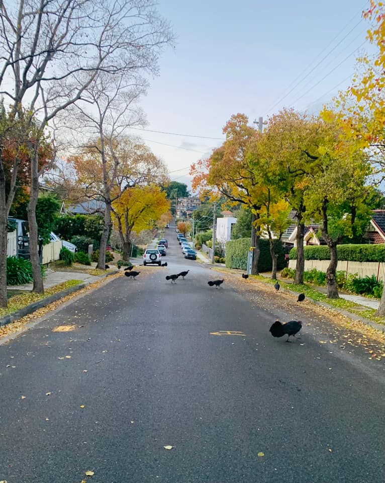 Brush turkeys cross the road in Gladesville in Sydney's Lower North Shore.