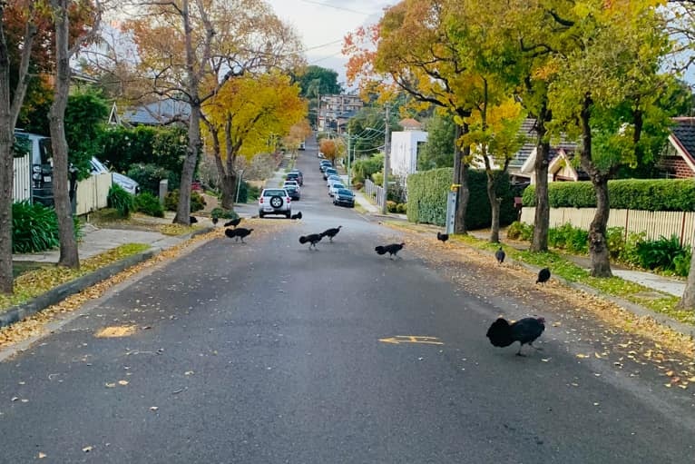Brush turkeys cross the road at Gladesville in Sydney's Lower North Shore.