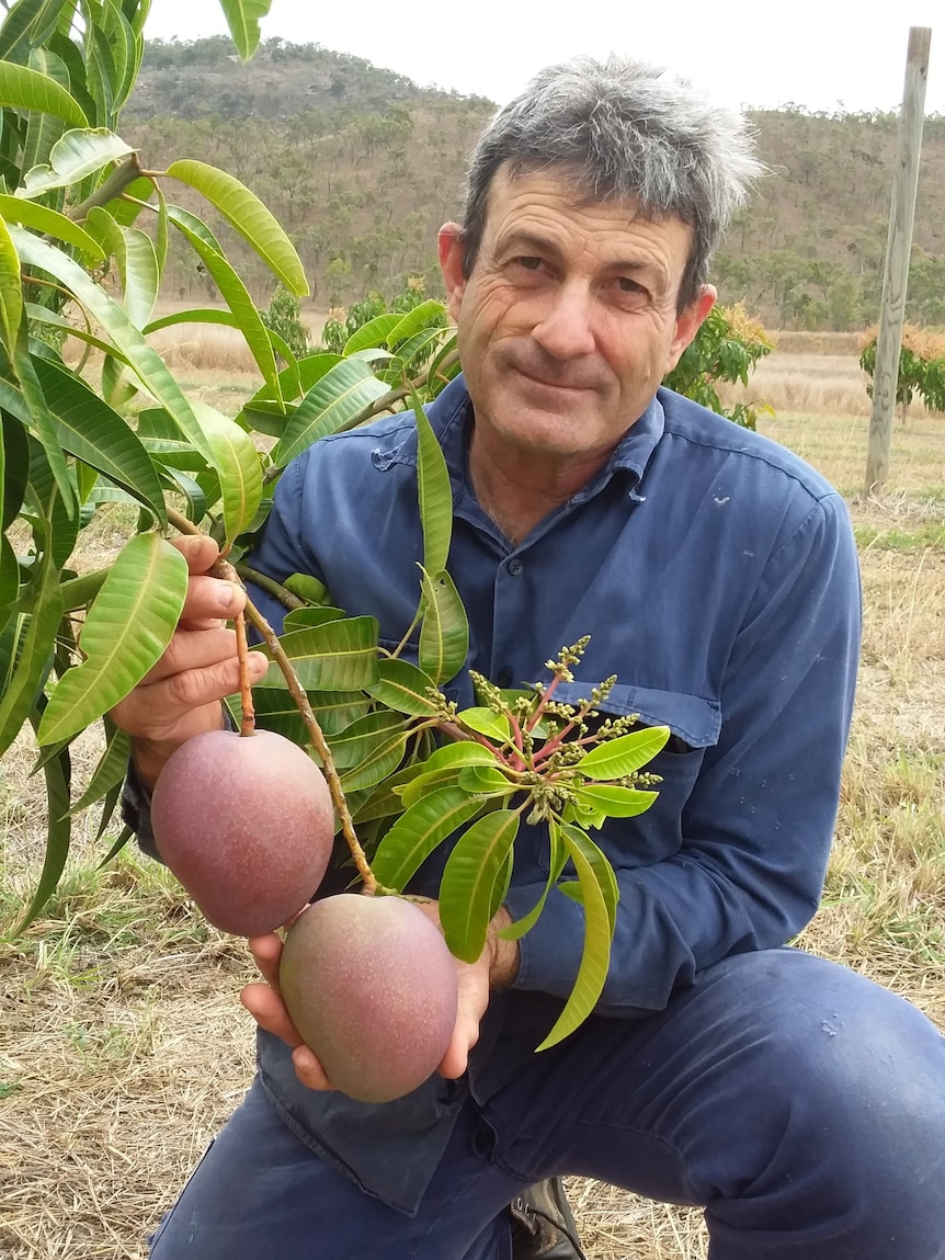 Mango grower in orchard holding fruit