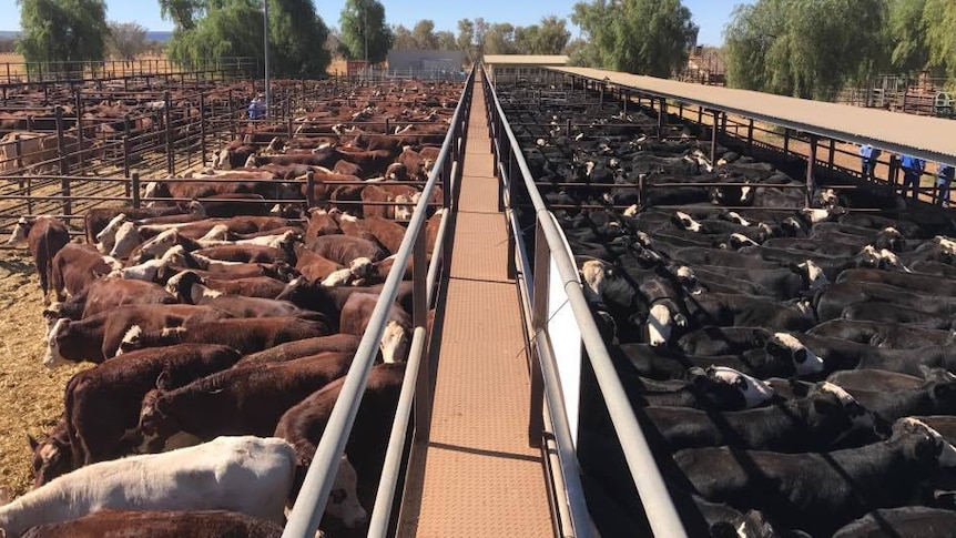 Cattle at the Alice Springs Bohning Yards for the first sale of the year.