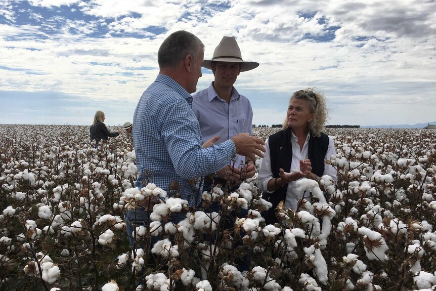 NFF president Fiona Simson in a cotton field with Cotton Australia CEO Adam Kay and Auscott agronomist Bill Back.