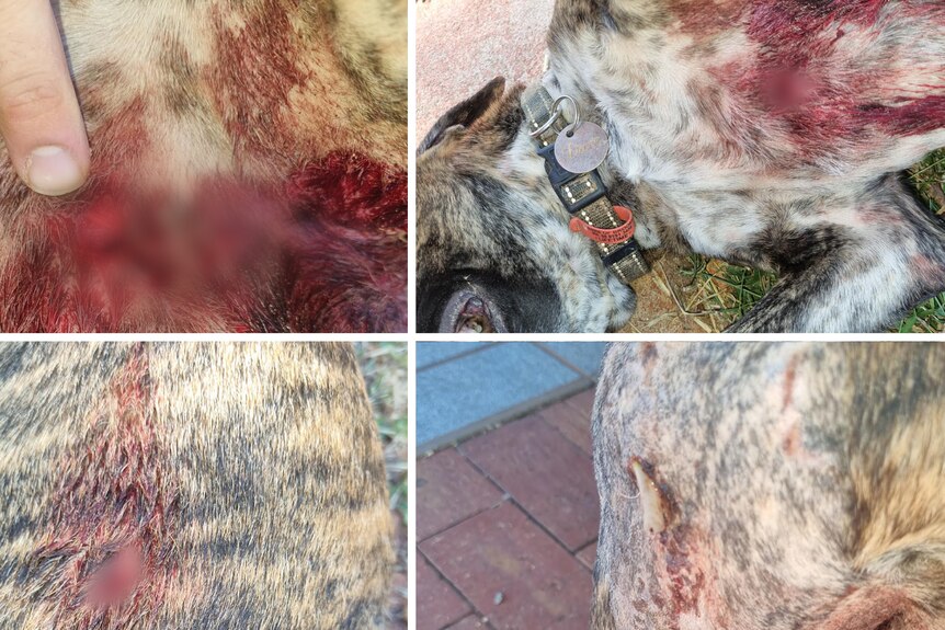 Blurred images of a dog's body after being bitten by dingoes.