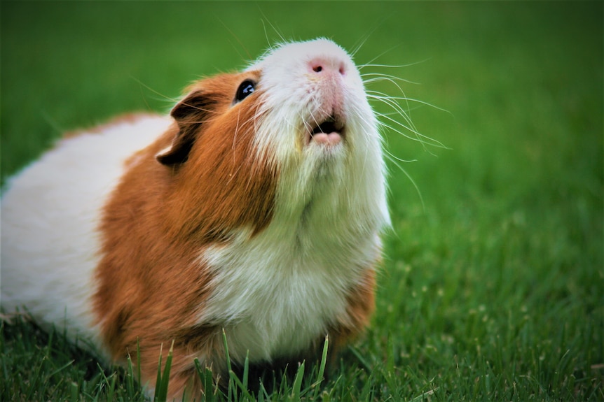 Brown and white guinea pig looking up to the sky with green grass in the background. 
