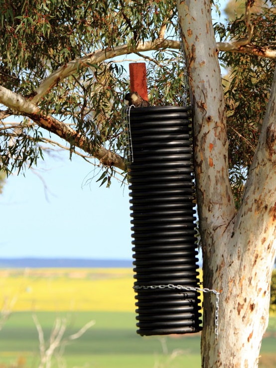 A black cockatoo peeks out of a black tube stuck onto a tree