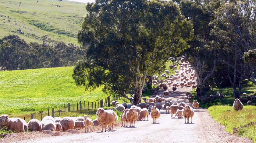 Wool industry worried about its fortunes as kangaroo numbers rise