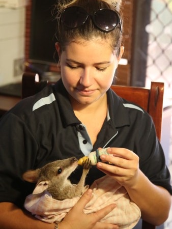 French tourist and volunteer Chloe Fierro bottle feeding a kangaroo at Broome wildlife rescue centre.