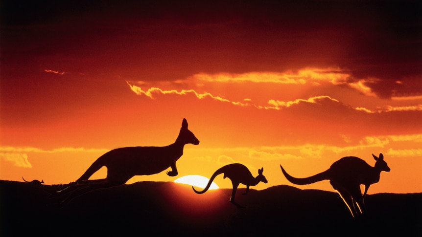 Kangaroos silhouetted by an orange sun.