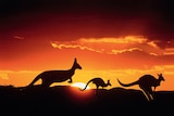 Kangaroos silhouetted by an orange sun.