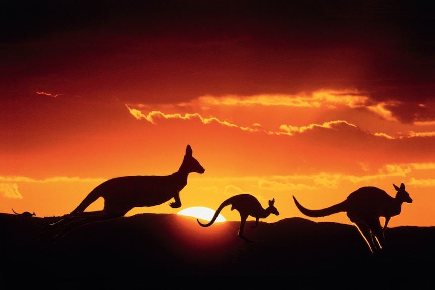 Kangaroos silhouetted by an orange sun.