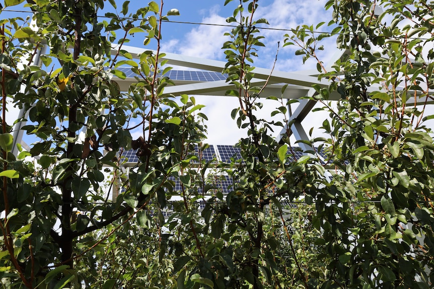 Tree branches with solar panels above them 
