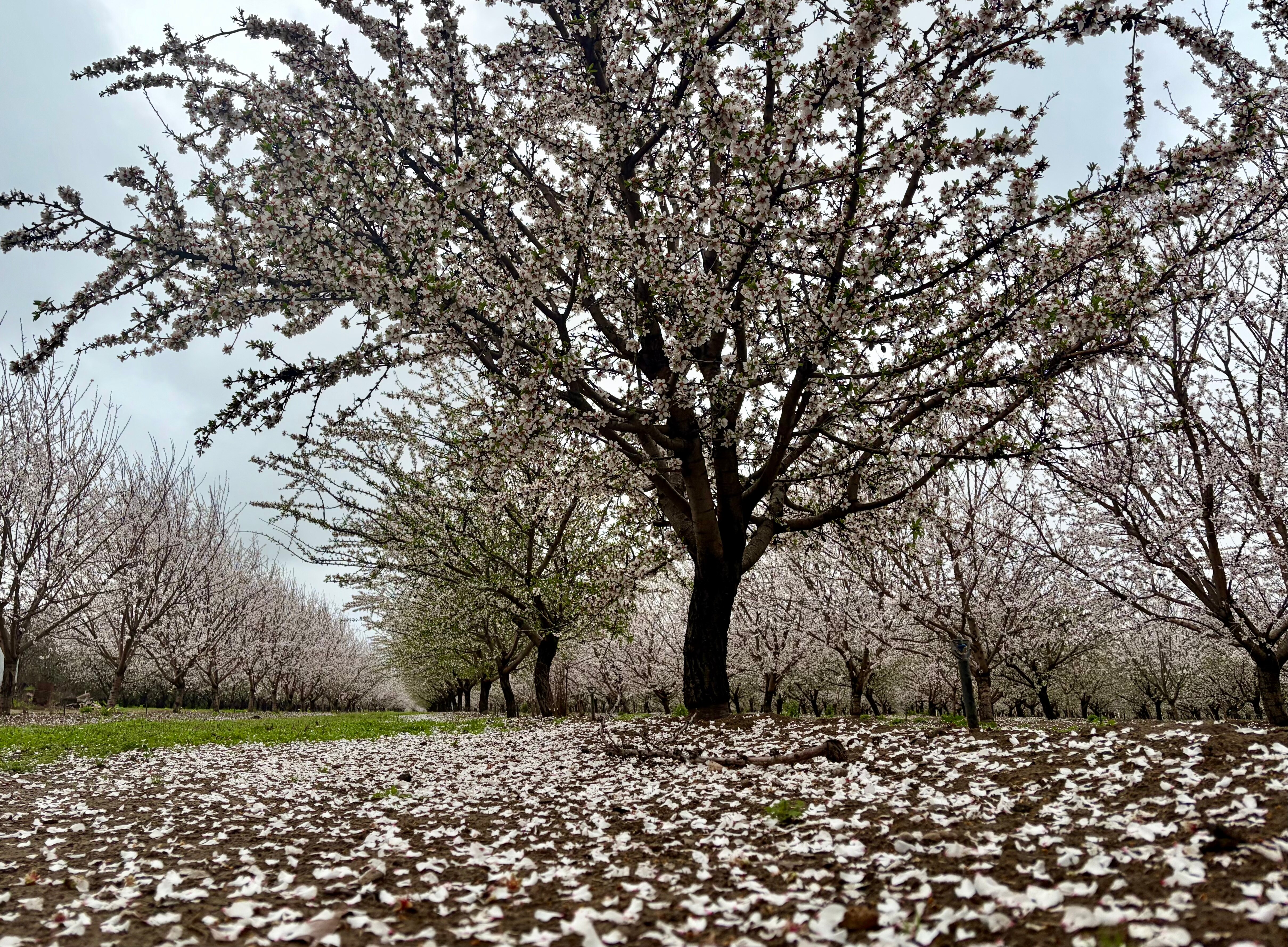 Photo of almond blossoms in flower