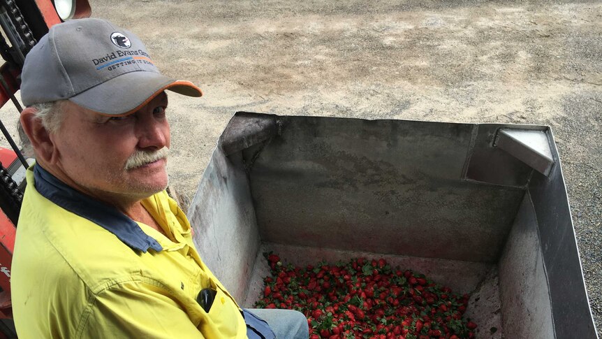 Strawberry grower Rick Twist sits on the side of a bin containing damaged strawberries