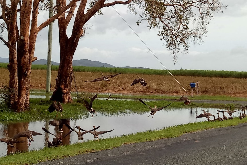 Nice weather for ducks