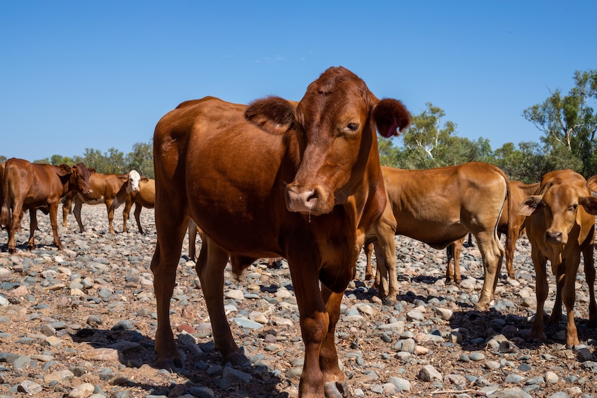 A brown cow standing in a herd of other brown cows on a dry river bed, on a sunny day.