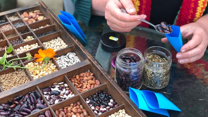A close up of seeds of various colours, stored in the compartments of a wooden box.