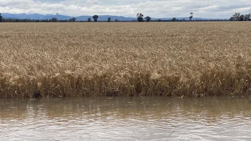 A wheat crop is inundated with brown blood water.