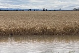 A wheat crop is inundated with brown blood water.