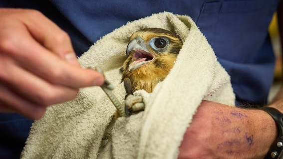 Paddington, the injured brown falcon, wrapped in a towel with his head poking out as a wildlife carer looks at his foot. 