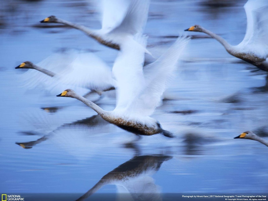 Swans glide over the water