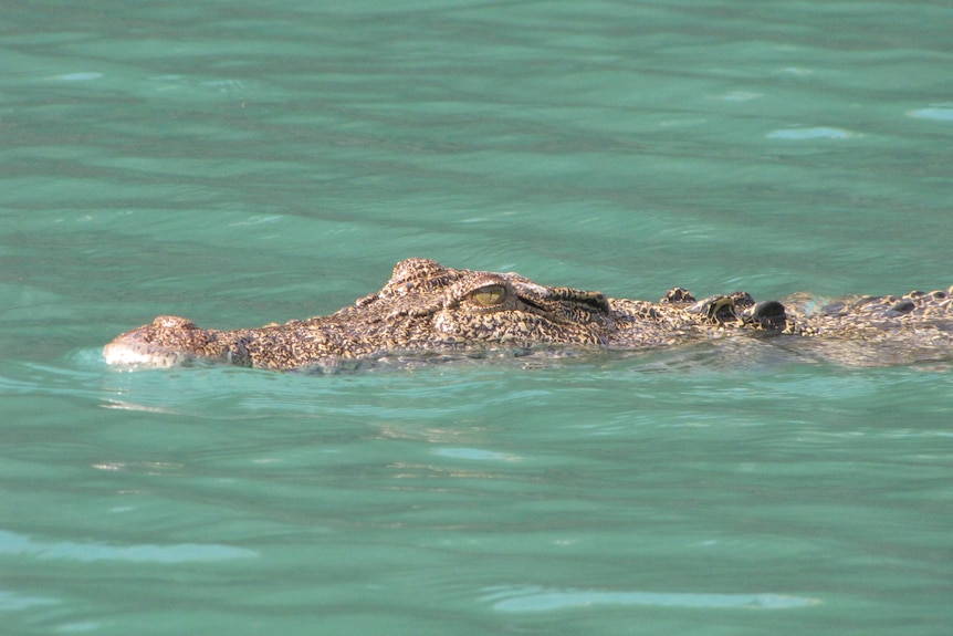 A saltwater crocodile lurking in the shallows of a clear body of water. 