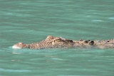 A saltwater crocodile lurking in the shallows of a clear body of water.