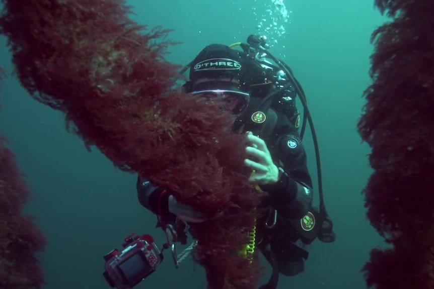 Image of scuba diver inspecting seaweed.