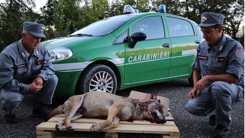 Two men wearing Italian police uniforms squat down next to the body of a mutilated wolf, in front of a police car.