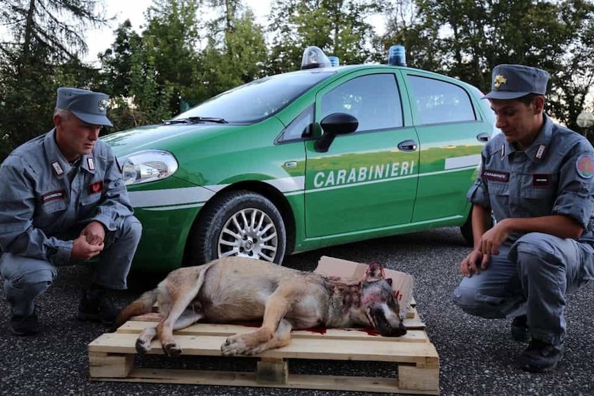 Two men wearing Italian police uniforms squat down next to the body of a mutilated wolf, in front of a police car.