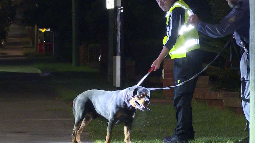 A police officer flashes a light onto a rottweiler which has been detained by a dog handler on a suburban street at night.