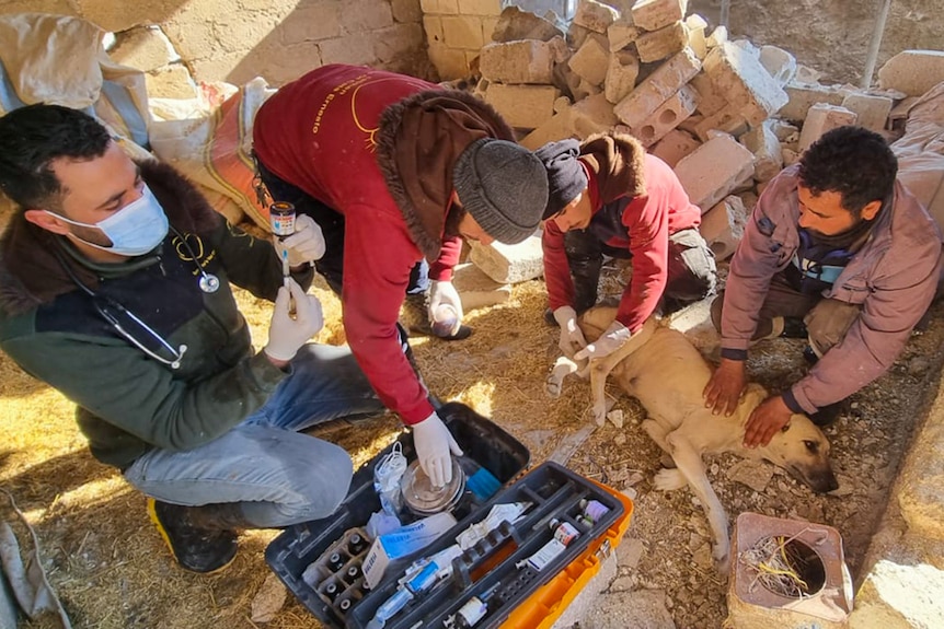 House of Cats Ernesto team prepare an injection during emergency veterinary care to a dog.