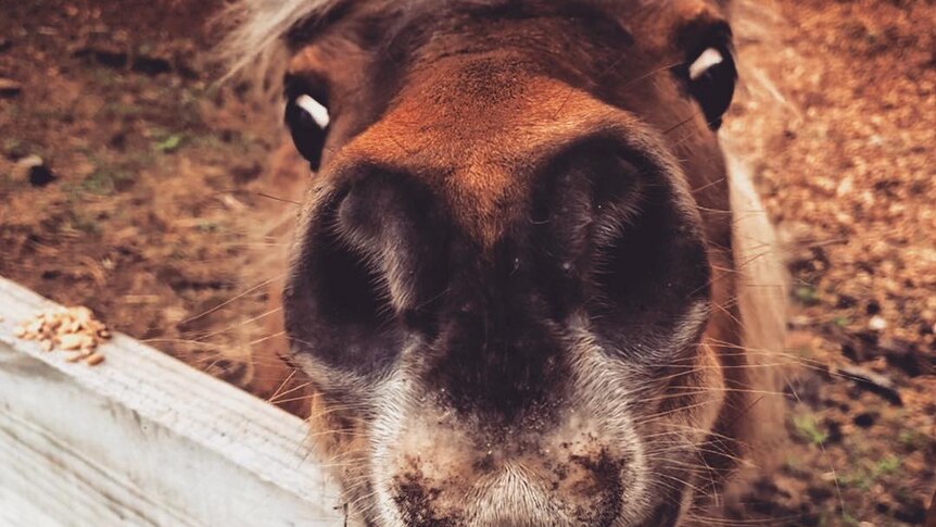 A pony reaches up to sniff the camera.