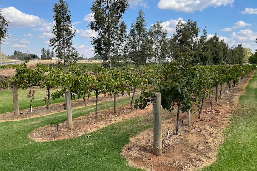 Three rows of grapevines