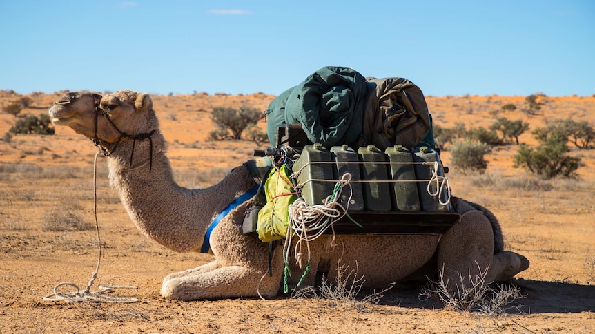 A camel sits in the desert loaded with equipment.