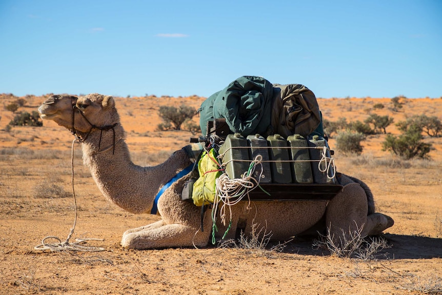 A camel sits in the desert loaded with equipment.