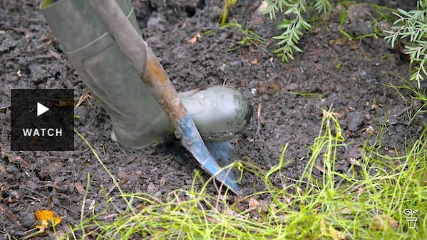 A spade being pushed into the ground with a foot wearing a gumboot. Has Video.