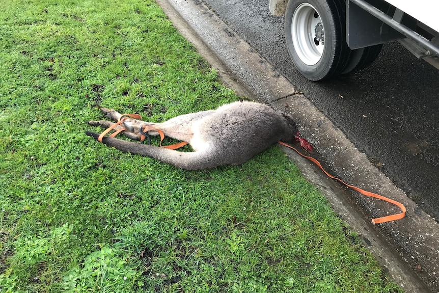 A headless kangaroo bound in orange rope on the grass.