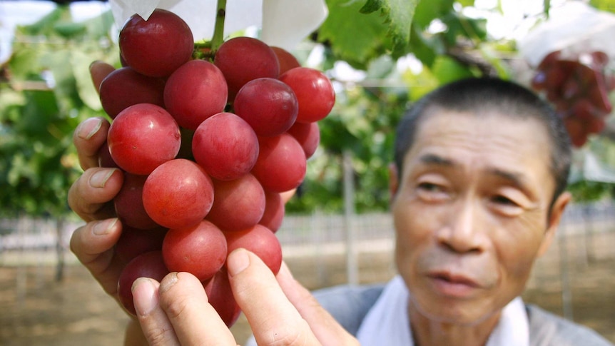 The Ruby Roman grapes like the ones pictured sold for about $480 per grape.