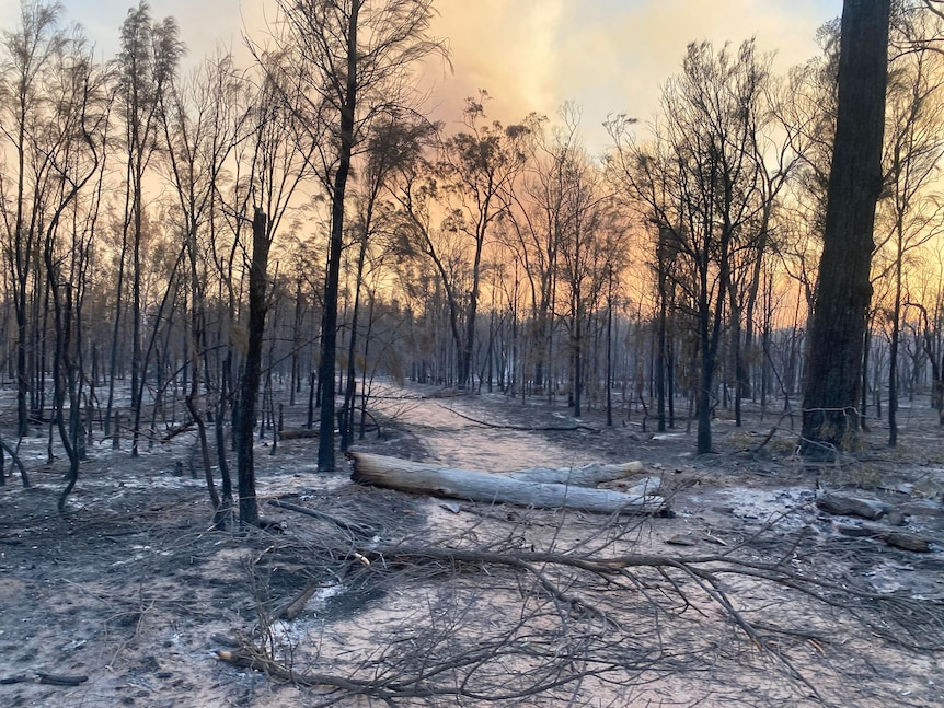 The charred landscape in Tara where bushfires continue to burn. 
