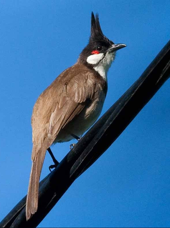 Red-whiskered bulbul