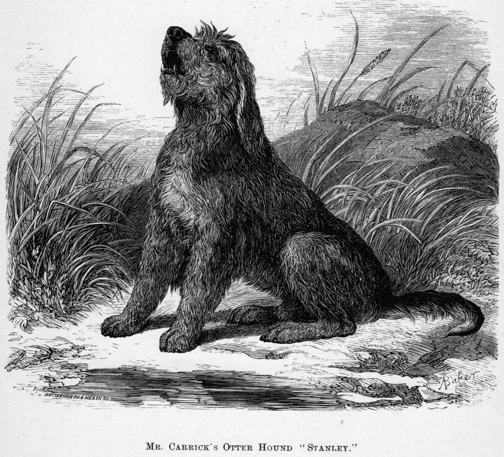 A fluffy mid-sized dog on the bank of a river.