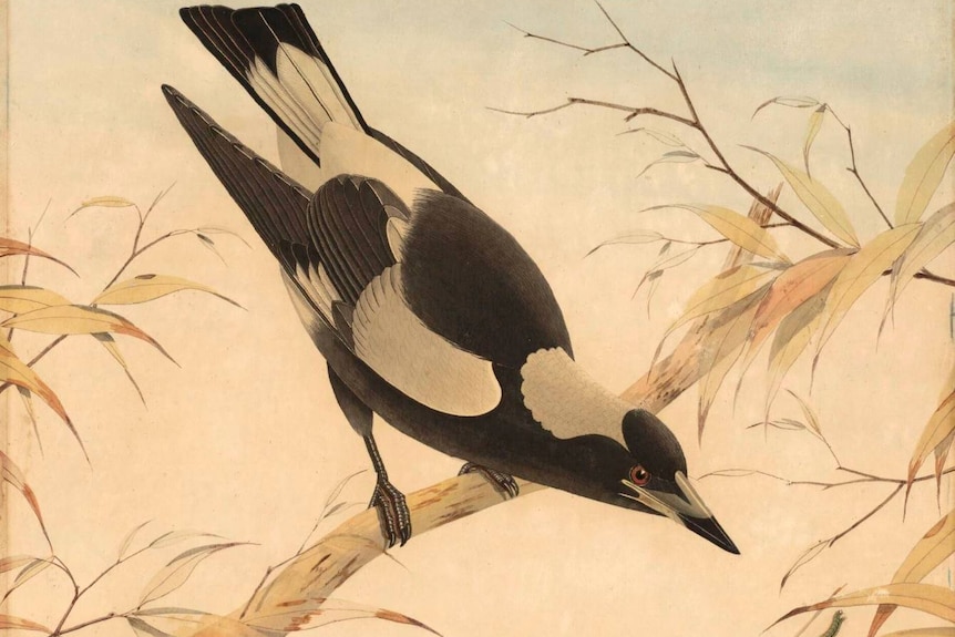 A watercolour of a magpie.