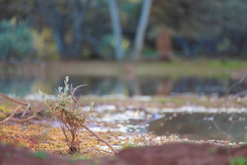 Light grey green leaves sprout from a dead looking plant. 