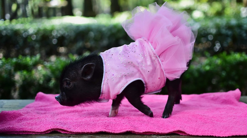 A mini-pig is seen at a park in a dress in Mexico City.